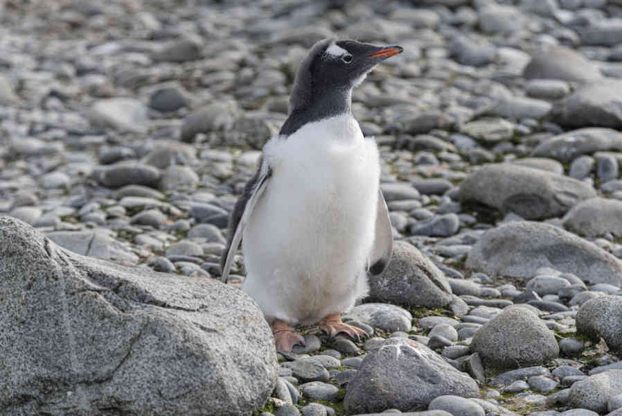 Pingüino Papua o Gentoo cría - isla Robert - islas Shetland del Sur 10.jpg